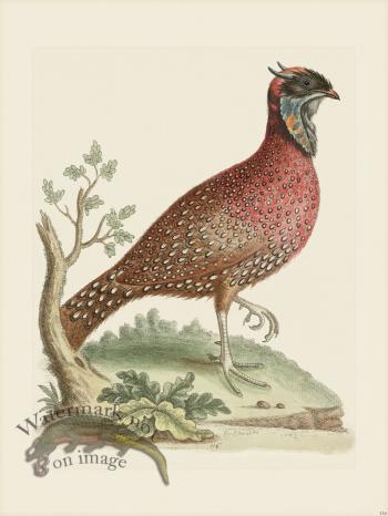 Edwards 116 Indian Pheasant